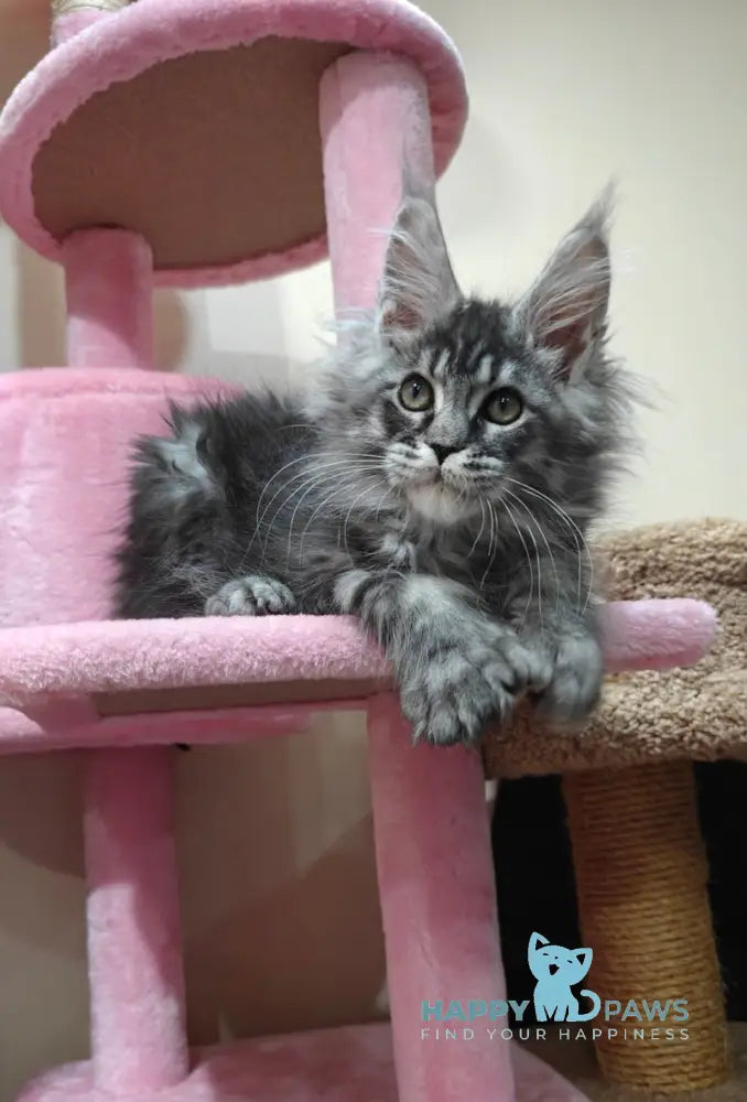 Rolls Royce Maine Coon male black silver tabby live animals