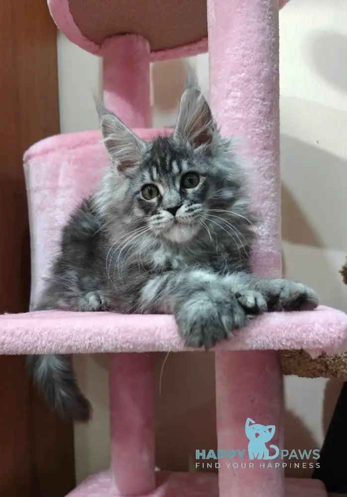 Rolls Royce Maine Coon male black silver tabby live animals