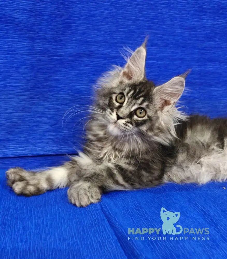 Rolls Royce Maine Coon male black silver tabby live animals