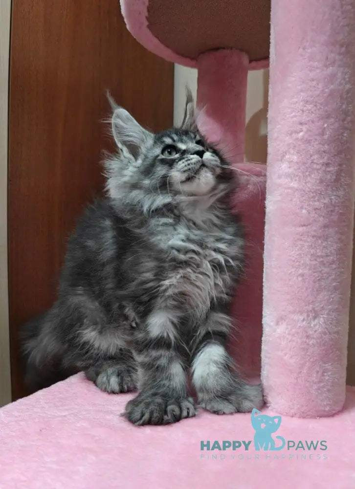 Rolls Royce Maine Coon male black silver tabby live animals