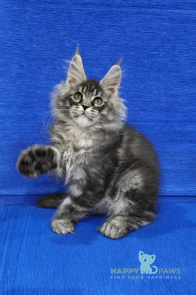 Rolls Royce Maine Coon male black silver tabby live animals