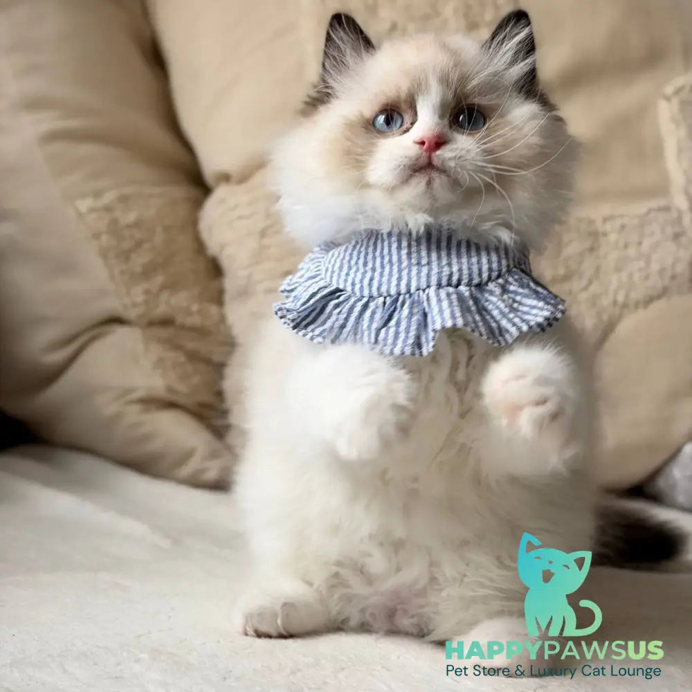 Rom Ragdoll male black bicolour - live animals