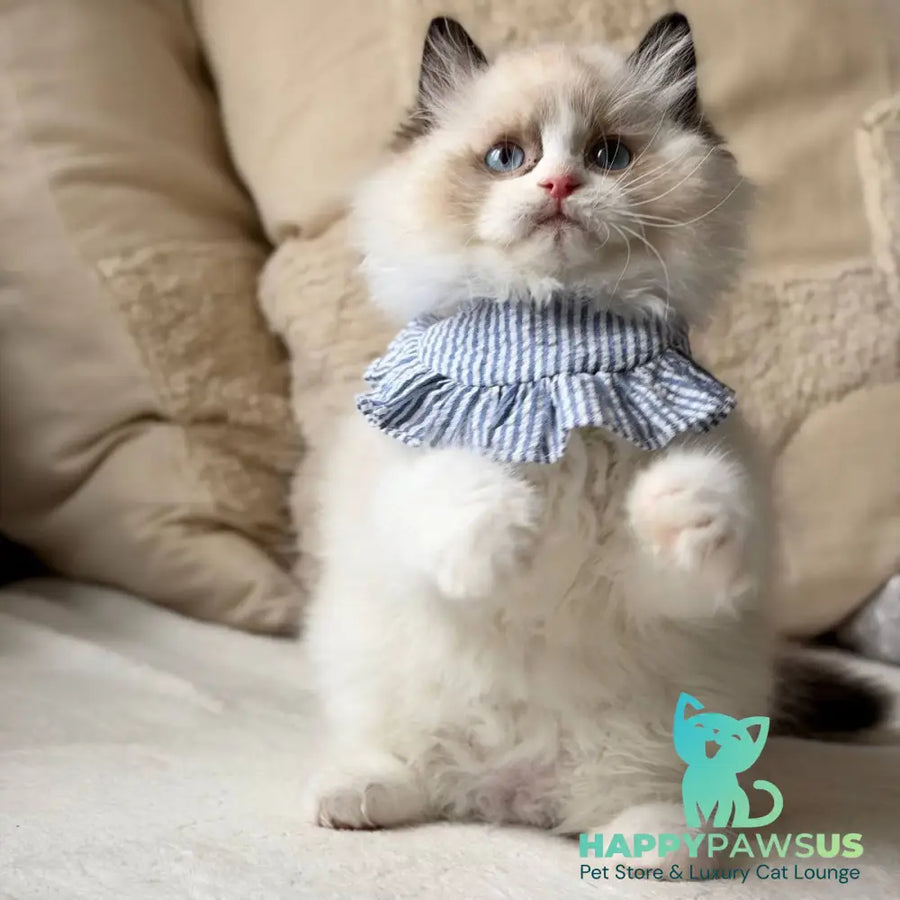 Rom Ragdoll male black bicolour - live animals
