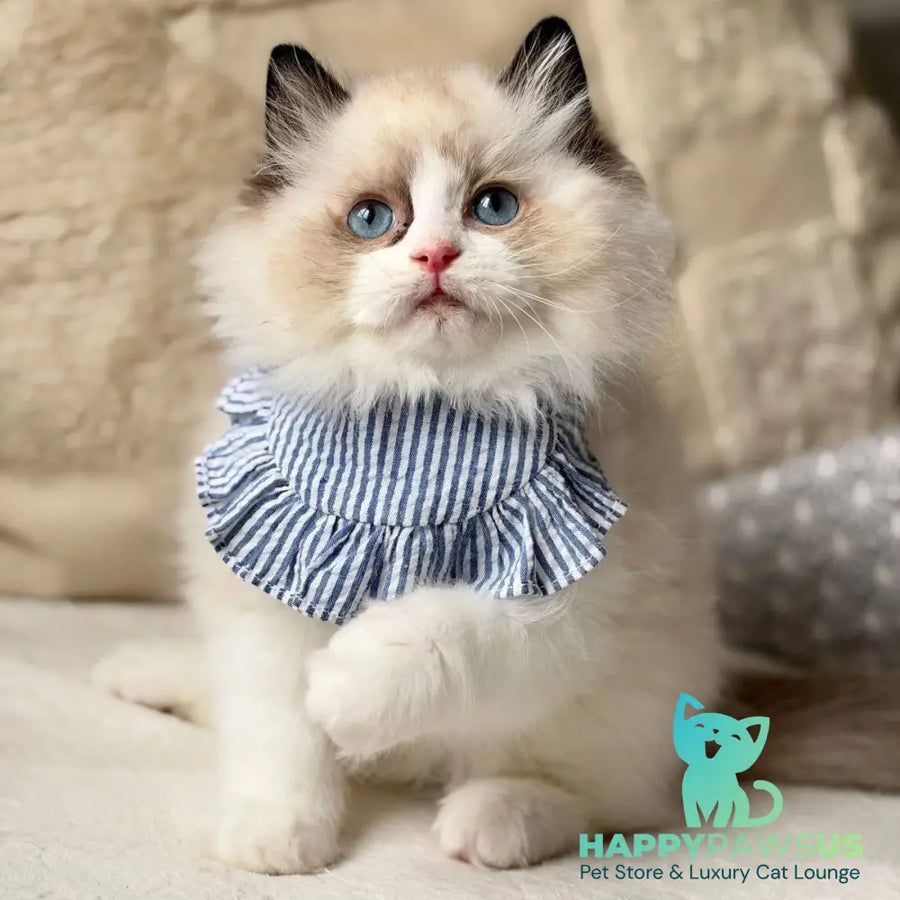 Rom Ragdoll male black bicolour - live animals