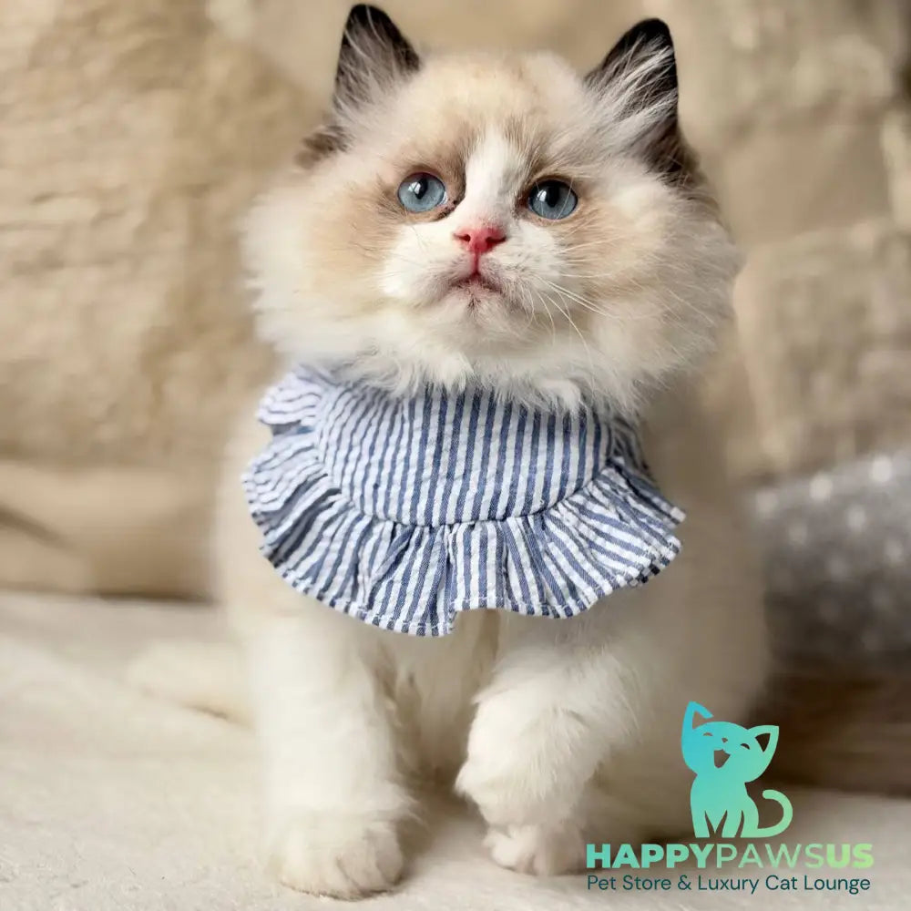 Rom Ragdoll male black bicolour - live animals