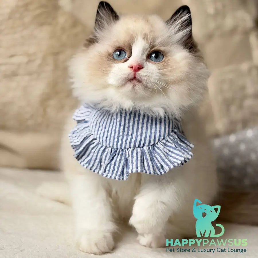 Rom Ragdoll male black bicolour - live animals