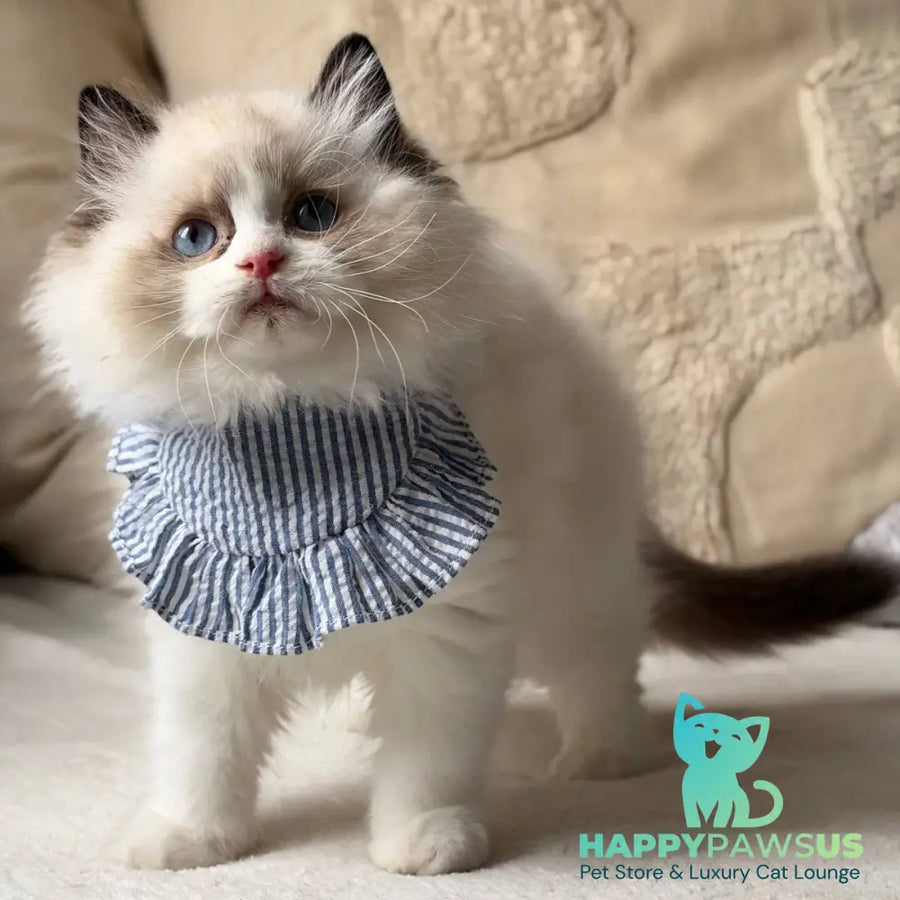Rom Ragdoll male black bicolour - live animals