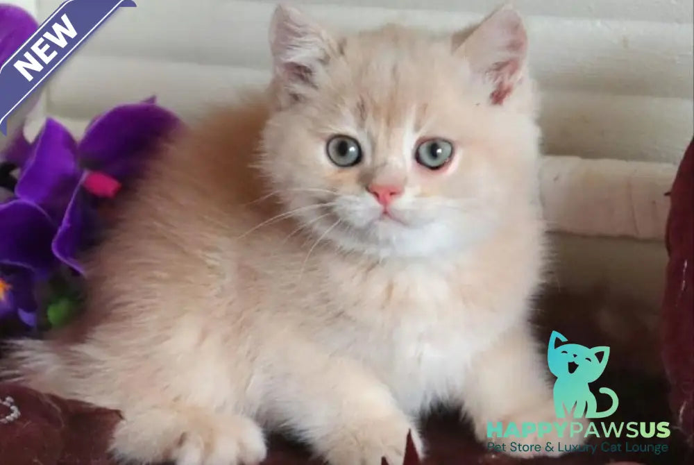 Roman British Shorthair male cream golden chinchilla - live animals