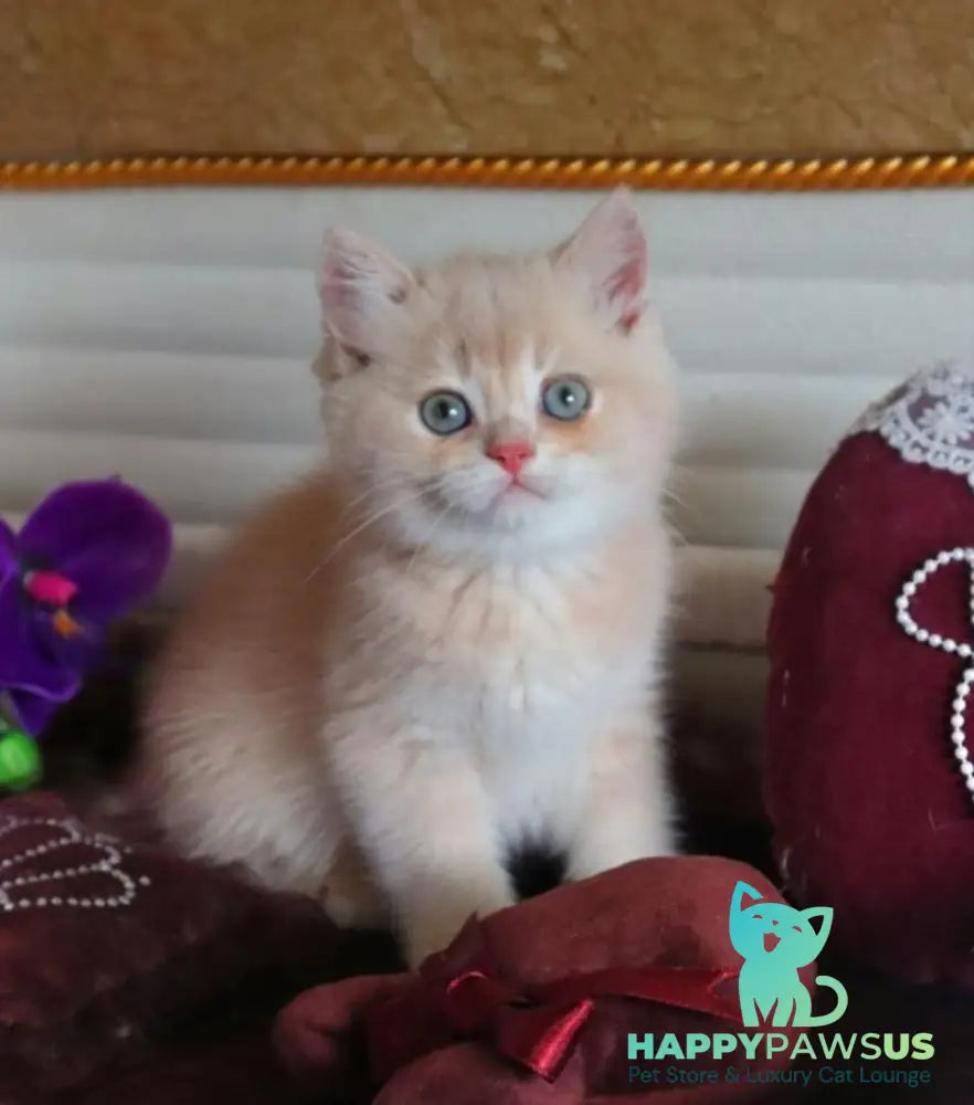 Roman British Shorthair male cream golden chinchilla - live animals