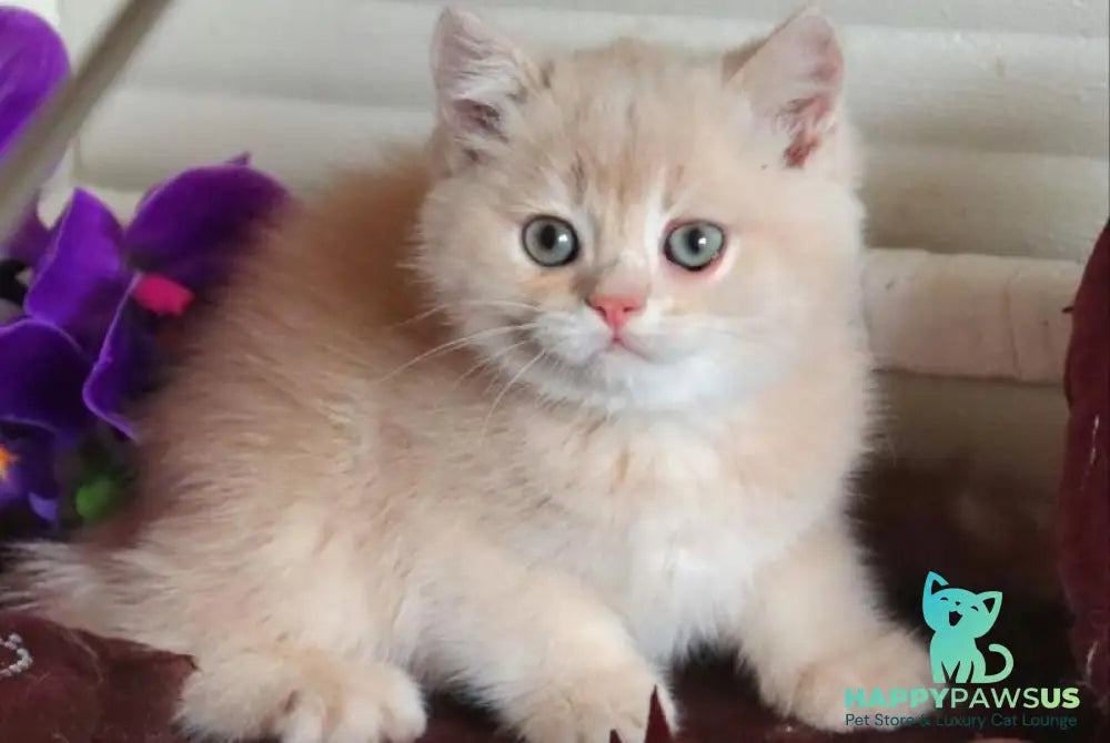 Roman British Shorthair male cream golden chinchilla - live animals