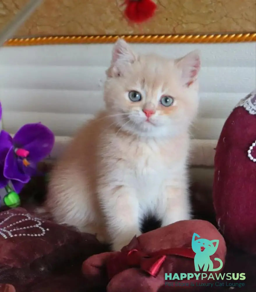 Roman British Shorthair male cream golden chinchilla - live animals