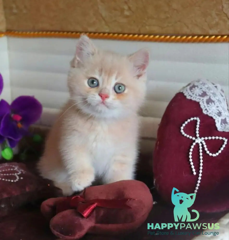 Roman British Shorthair male cream golden chinchilla - live animals