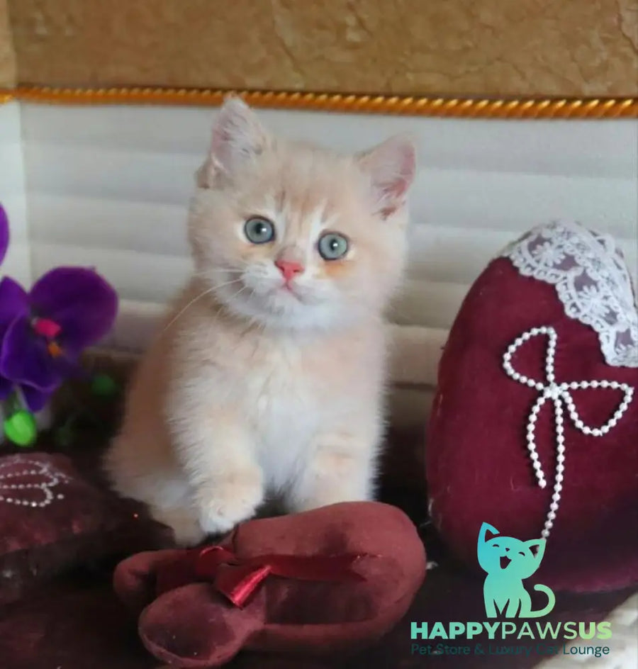Roman British Shorthair male cream golden chinchilla - live animals