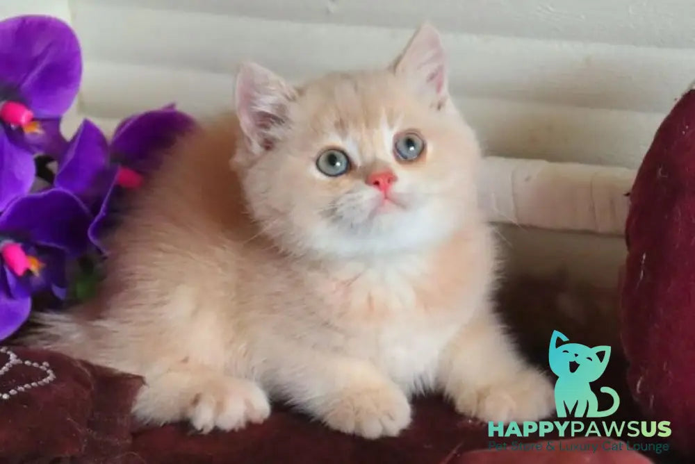 Roman British Shorthair male cream golden chinchilla - live animals