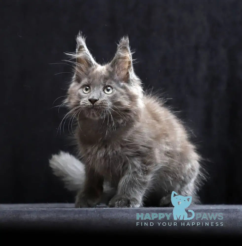 Roman Maine Coon male blue live animals