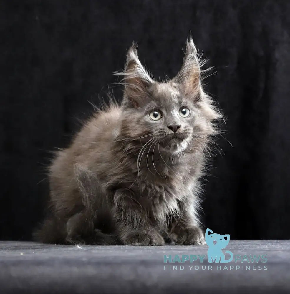 Roman Maine Coon male blue live animals