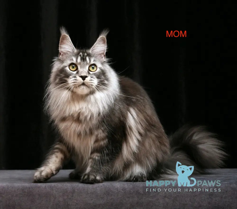 Roman Maine Coon male blue live animals