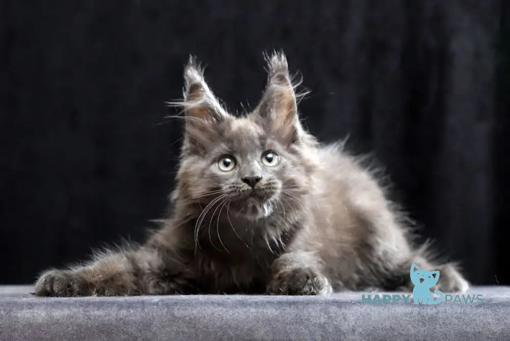 Roman Maine Coon male blue live animals