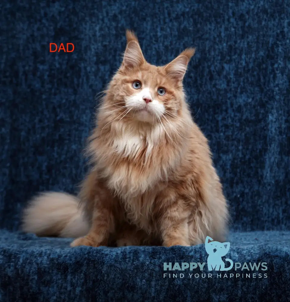 Roman Maine Coon male blue live animals