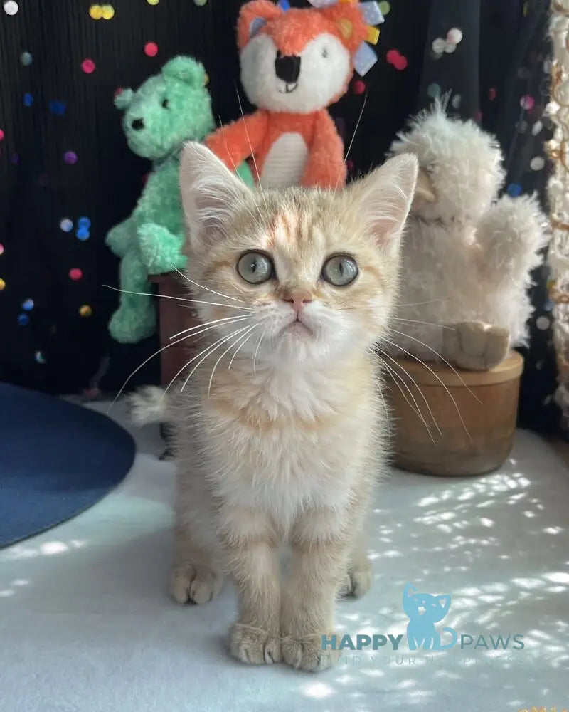 Romana British Shorthair female black golden spotted tabby live animals