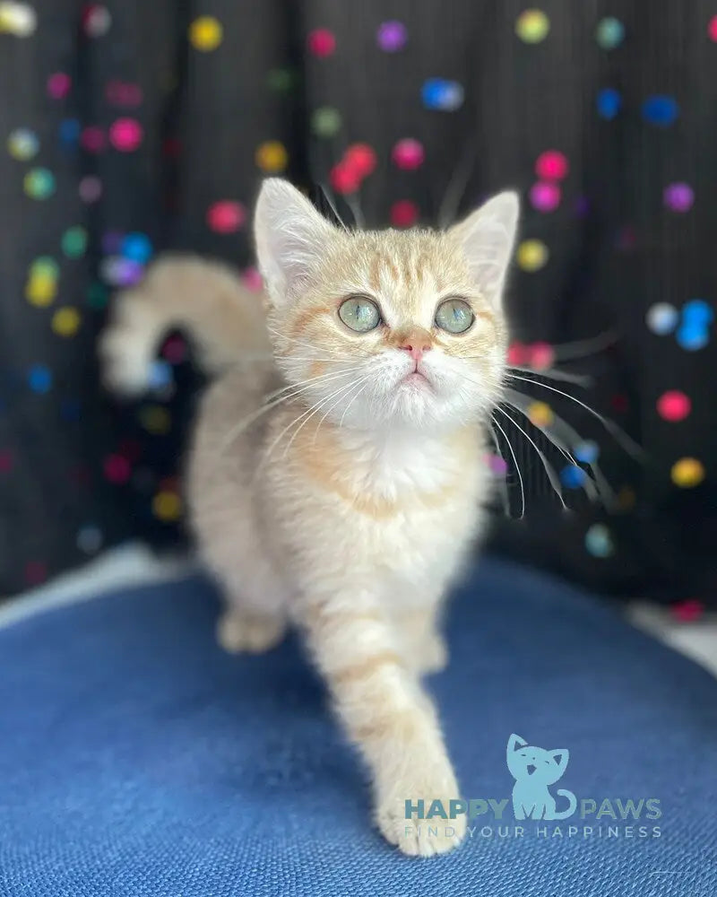 Romana British Shorthair female black golden spotted tabby live animals