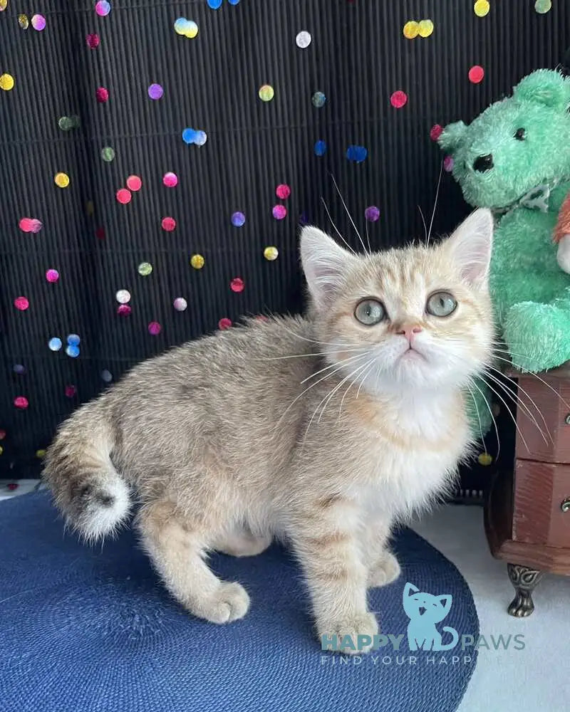 Romana British Shorthair female black golden spotted tabby live animals