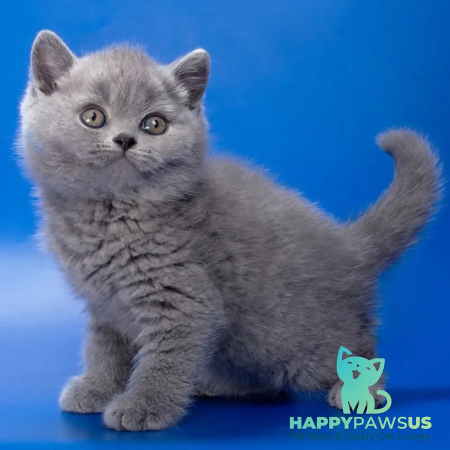 Romario British Shorthair male blue - live animals