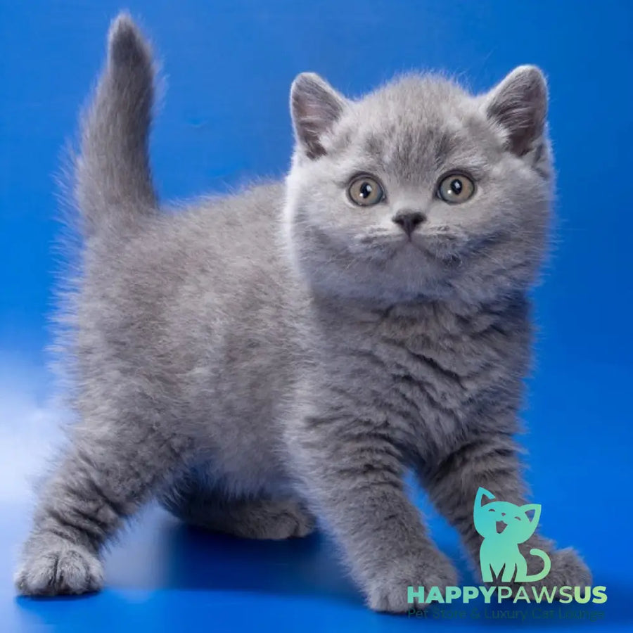 Romario British Shorthair male blue - live animals