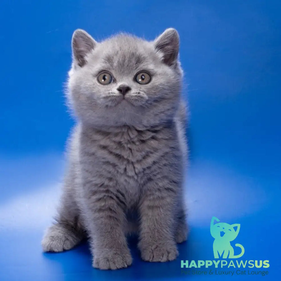 Romario British Shorthair male blue - live animals