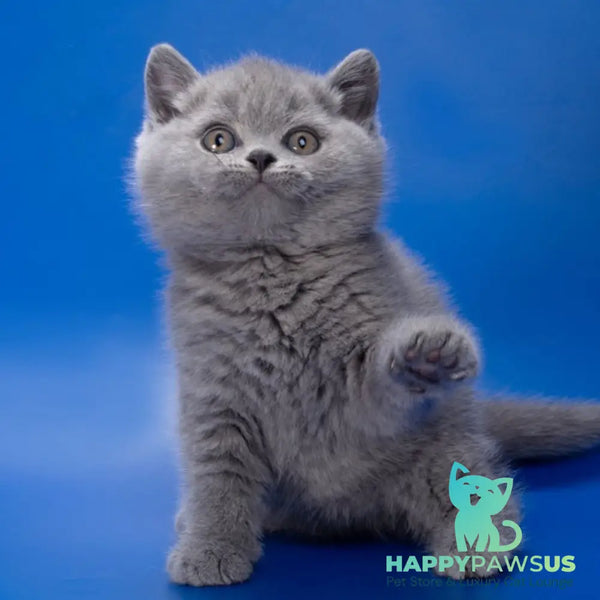 Romario British Shorthair male blue - live animals