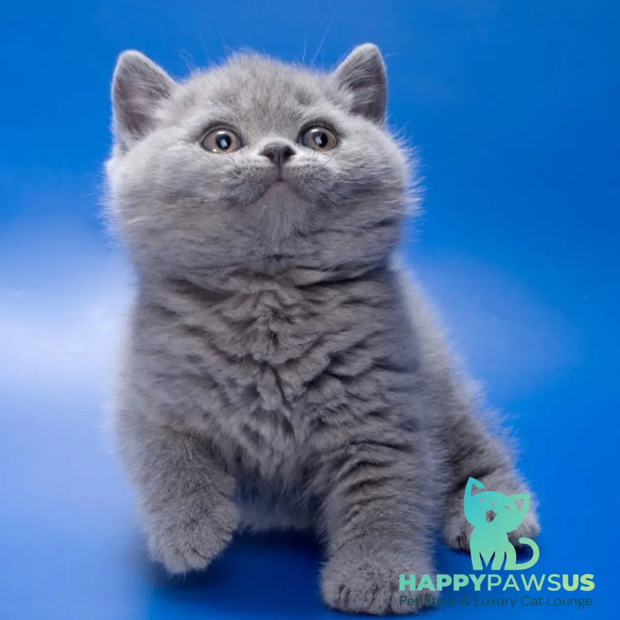 Romario British Shorthair male blue - live animals
