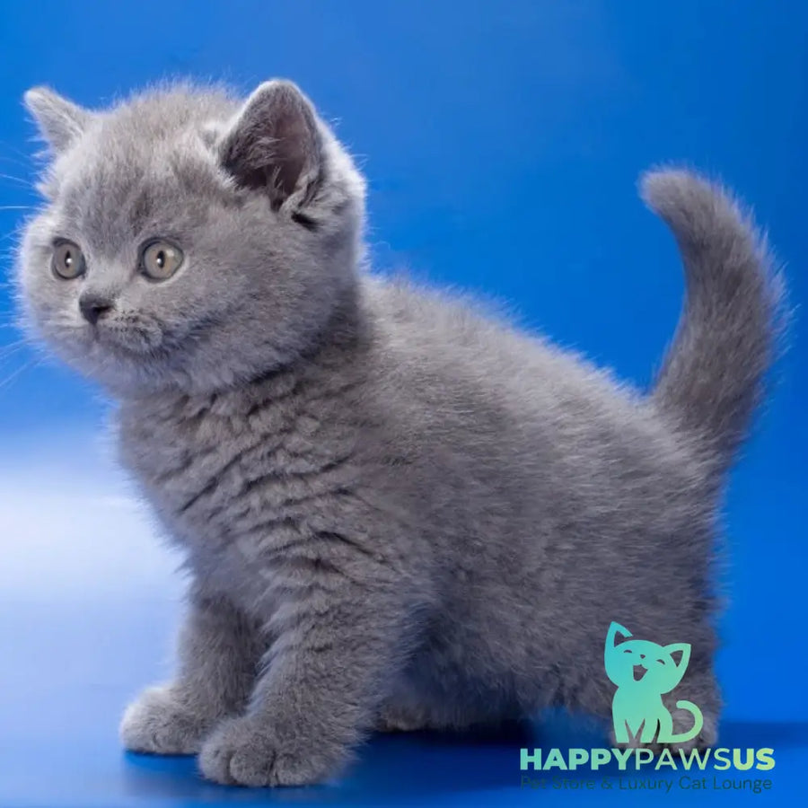 Romario British Shorthair male blue - live animals