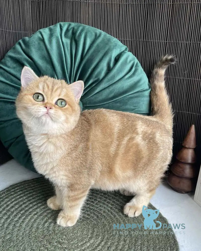 Romashka British Shorthair female black golden tabby live animals