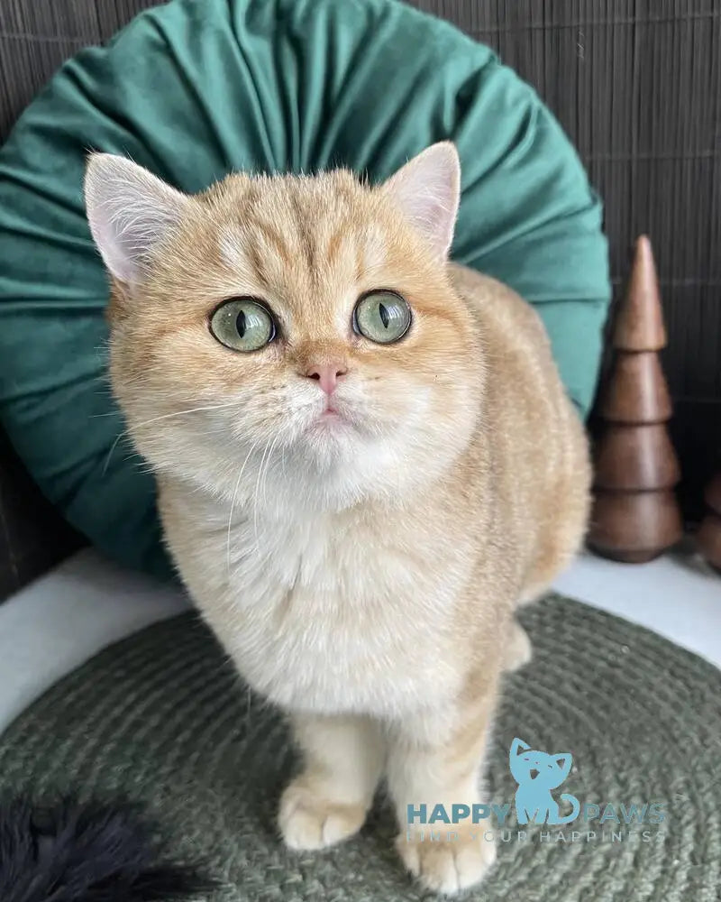 Romashka British Shorthair female black golden tabby live animals