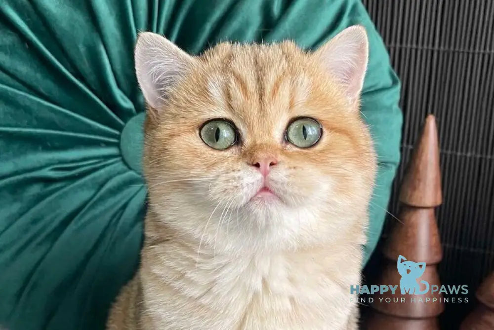 Romashka British Shorthair female black golden tabby live animals