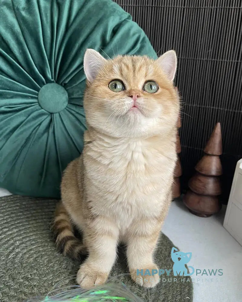 Romashka British Shorthair female black golden tabby live animals