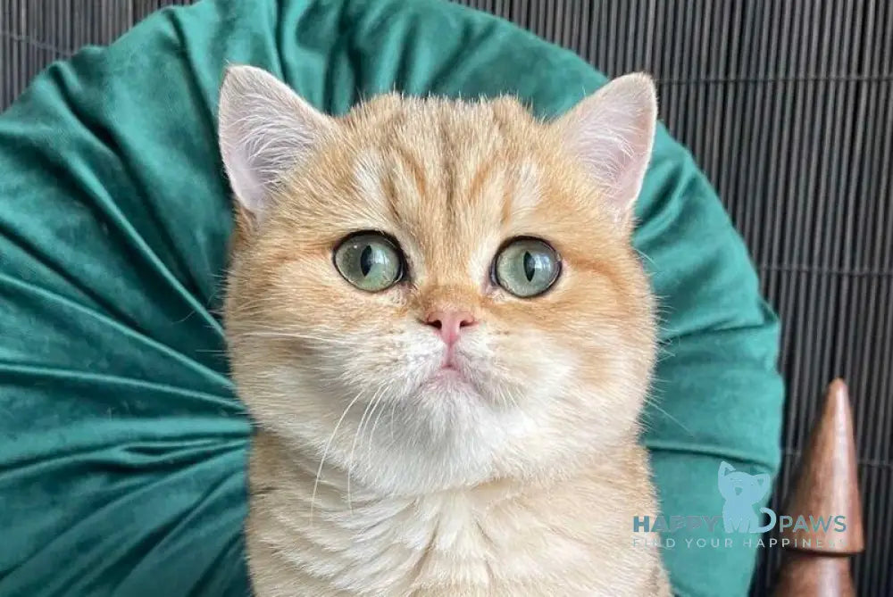 Romashka British Shorthair female black golden tabby live animals