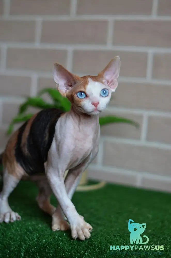 Romashka Devon Rex female black tortie bicolour - live animals