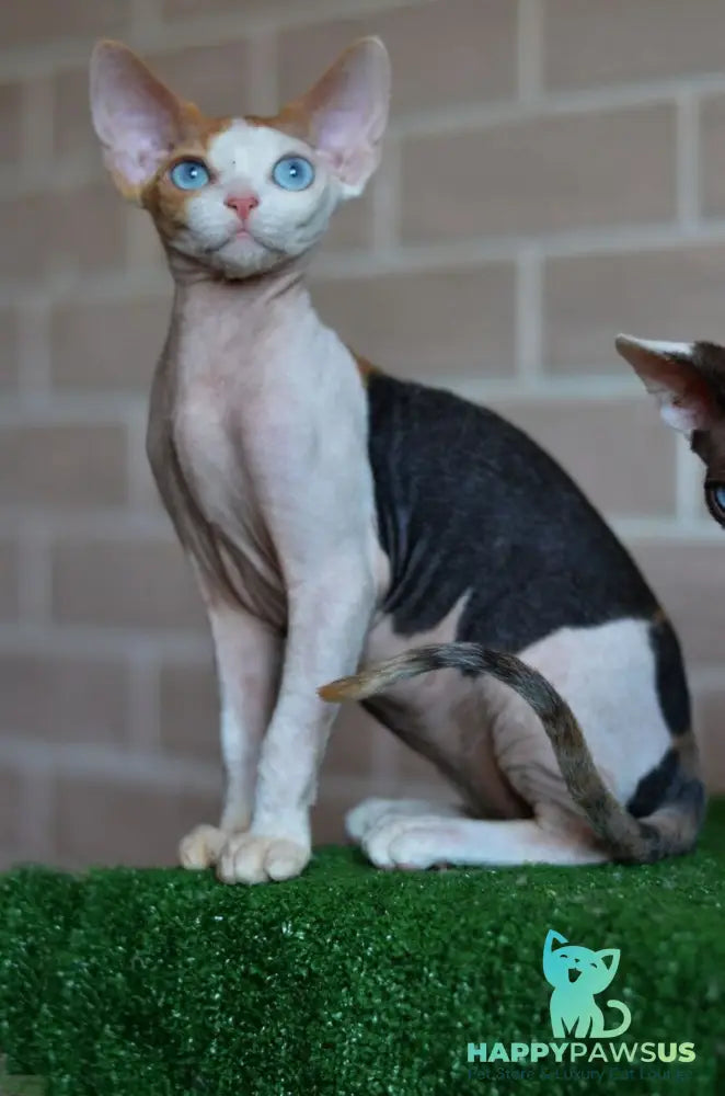 Romashka Devon Rex female black tortie bicolour - live animals