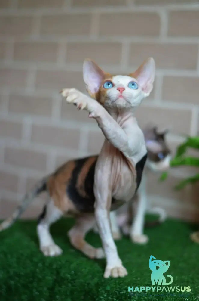 Romashka Devon Rex female black tortie bicolour - live animals