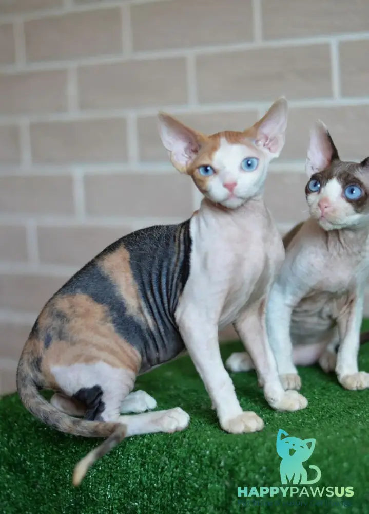 Romashka Devon Rex female black tortie bicolour - live animals