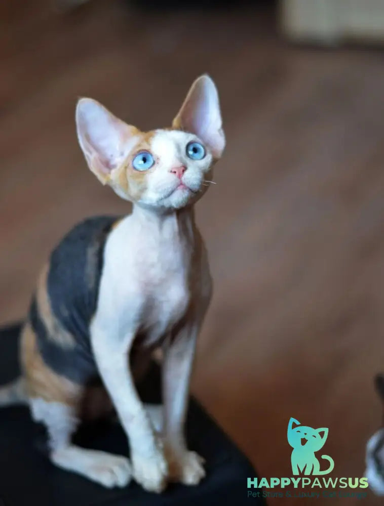 Romashka Devon Rex female black tortie bicolour - live animals