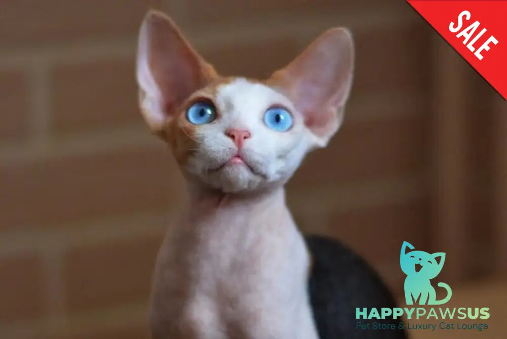Romashka Devon Rex female black tortie bicolour - live animals
