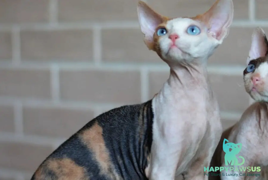 Romashka Devon Rex female black tortie bicolour - live animals
