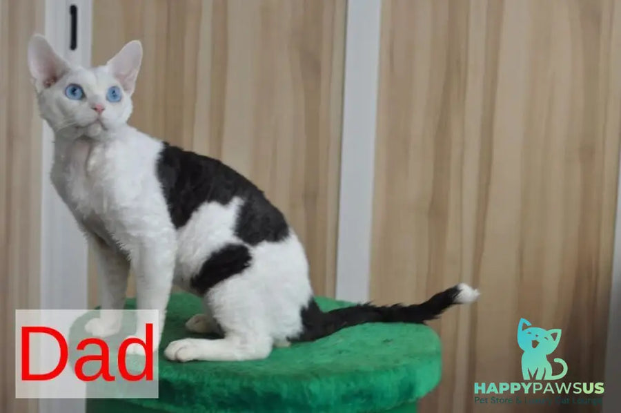 Romashka Devon Rex female black tortie bicolour - live animals