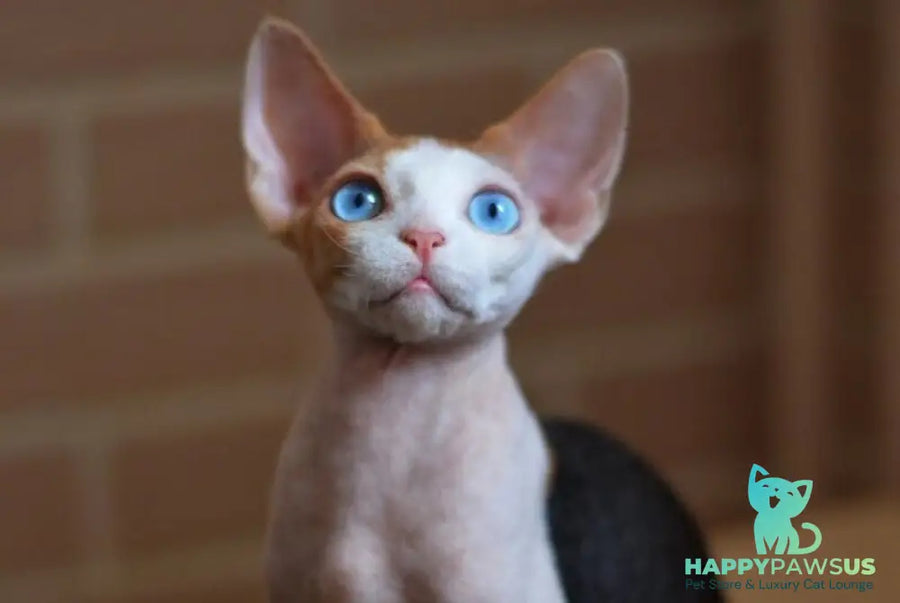 Romashka Devon Rex female black tortie bicolour - live animals