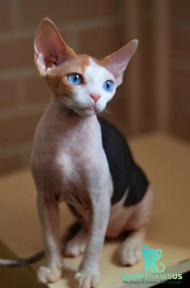 Romashka Devon Rex female black tortie bicolour - live animals