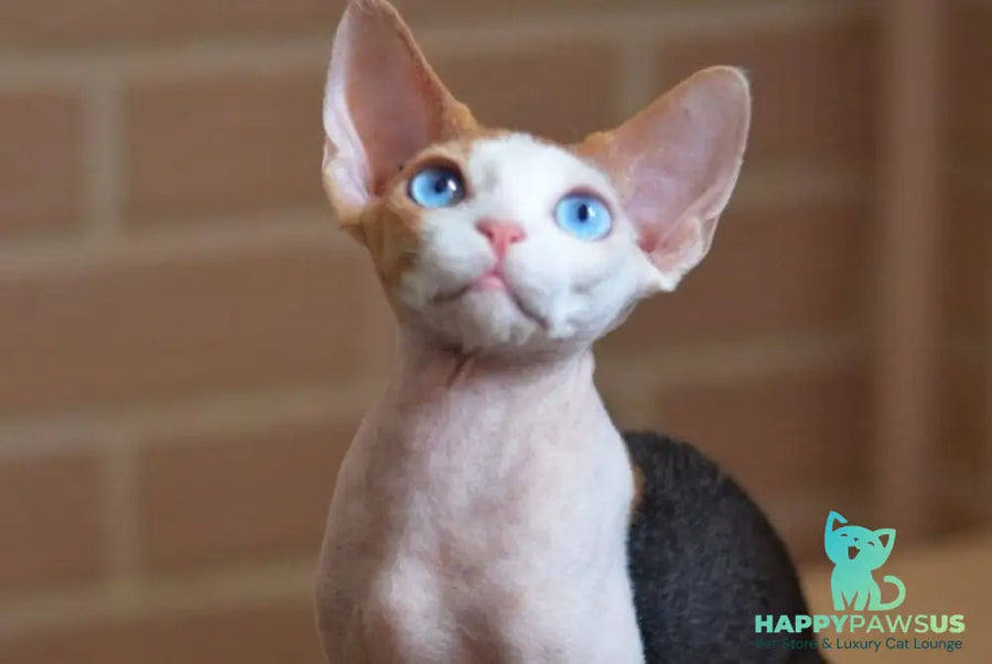 Romashka Devon Rex female black tortie bicolour - live animals