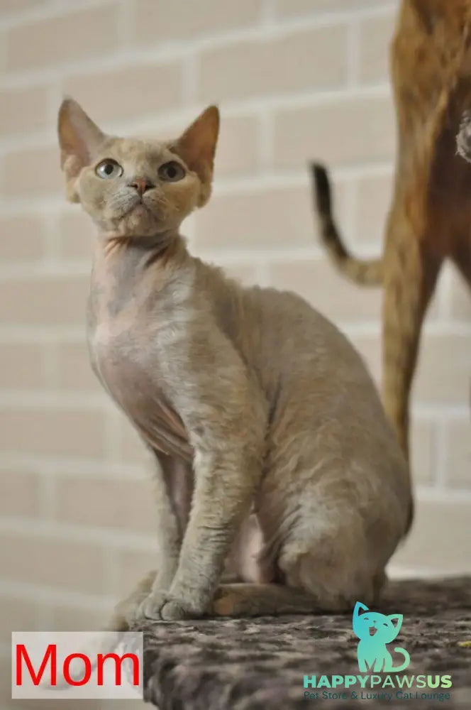 Romashka Devon Rex female black tortie bicolour - live animals