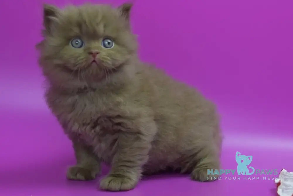 Romca British Longhair male cinnamon live animals